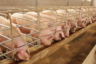 subventii agricole apia -porci